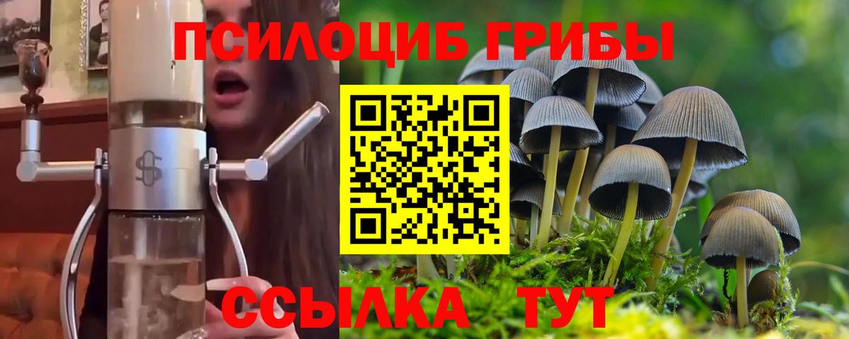 Галлюциногенные грибы Psilocybe Балашов